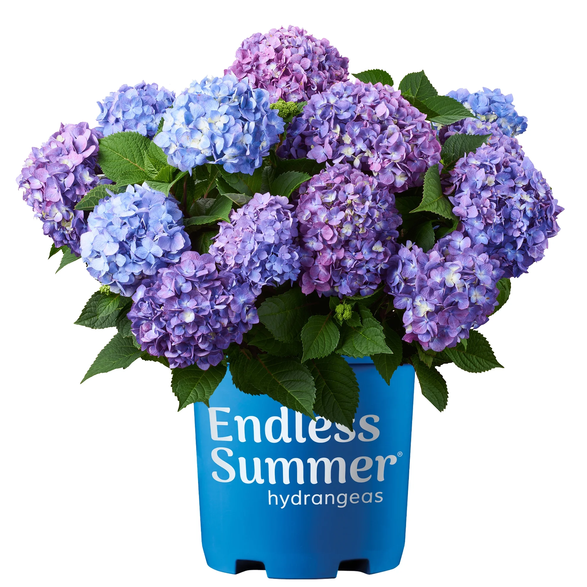 Endless Summer Hydrangea Bloomstruck Live Shrub (1 Gallon)