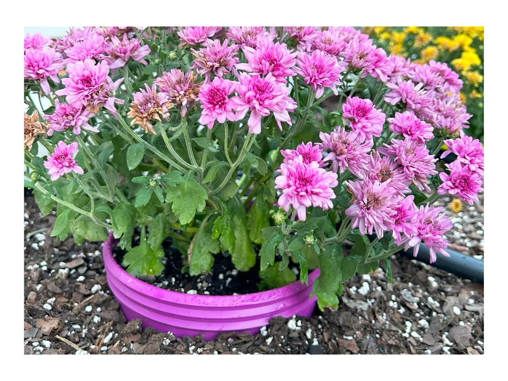 GrowinRing Plant Grow Ring Round 7 inch Watering Rings for Veggies Herbs Flowers and Garden Plants 4 Pack