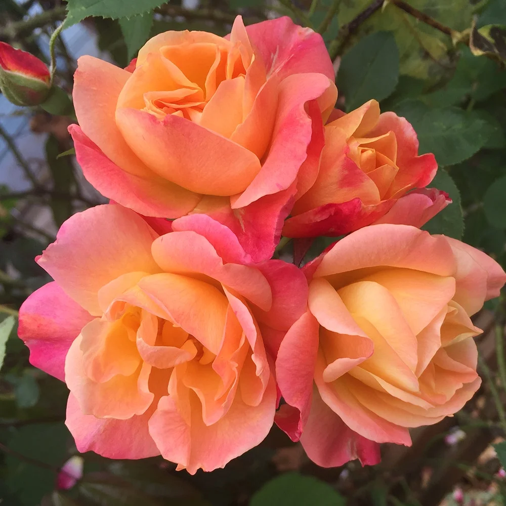 Heirloom Roses Rose Bush - The Joseph's Coat Climbing Plant , Live Plants For Outdoors , Multi Colored Own Root Bushes For Planting , 6+ Hours of Direct Sunlight