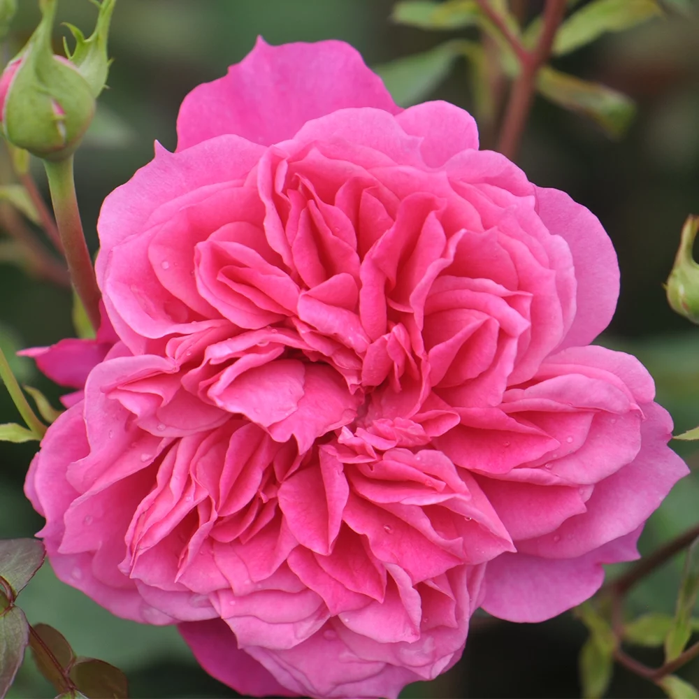 Heirloom Roses Pink Rose Plant - Flamenco Rosita Shrub Rose Bush