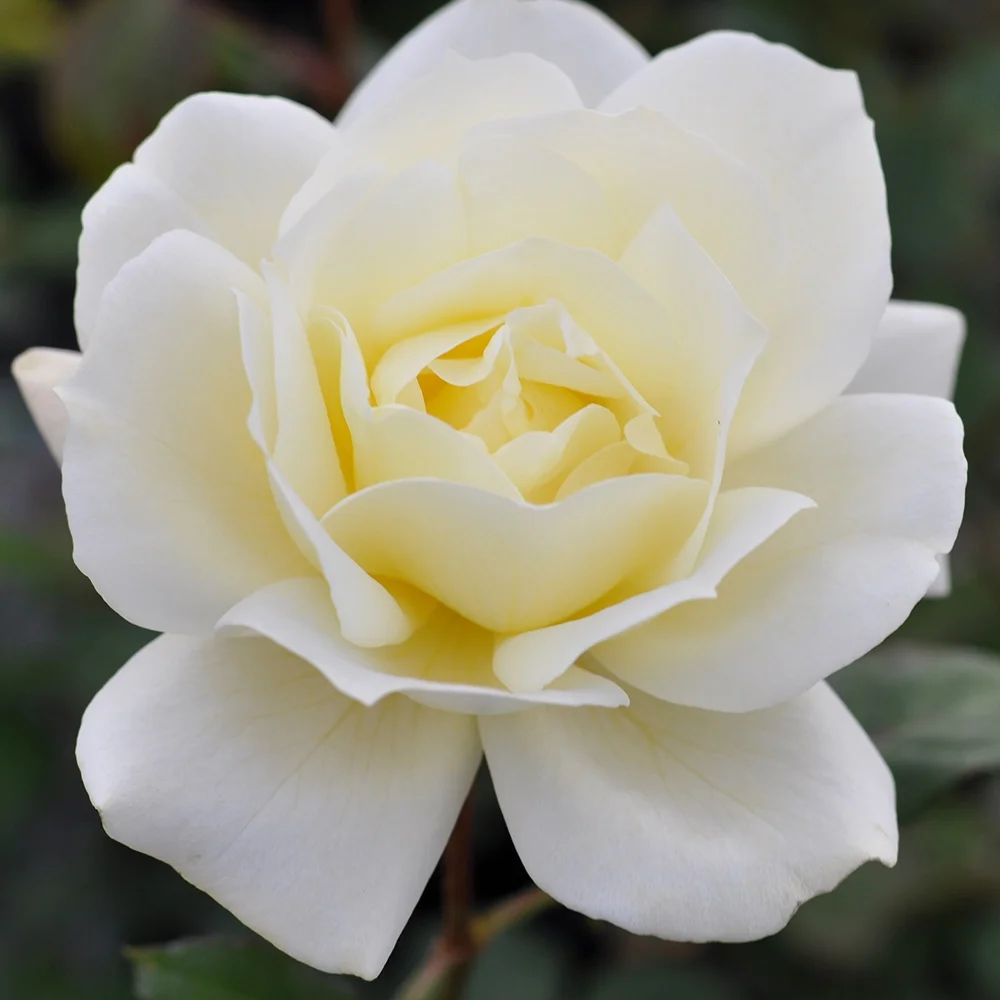 Heirloom Roses - April Moon Hardy Rose Plant