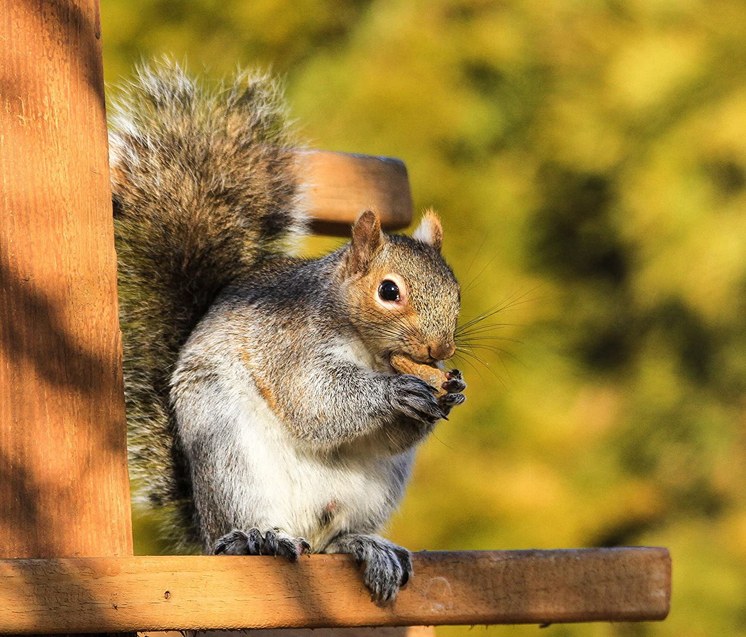 Wakefield Extra Large Virginia Peanuts for Animals, 50 LBS
