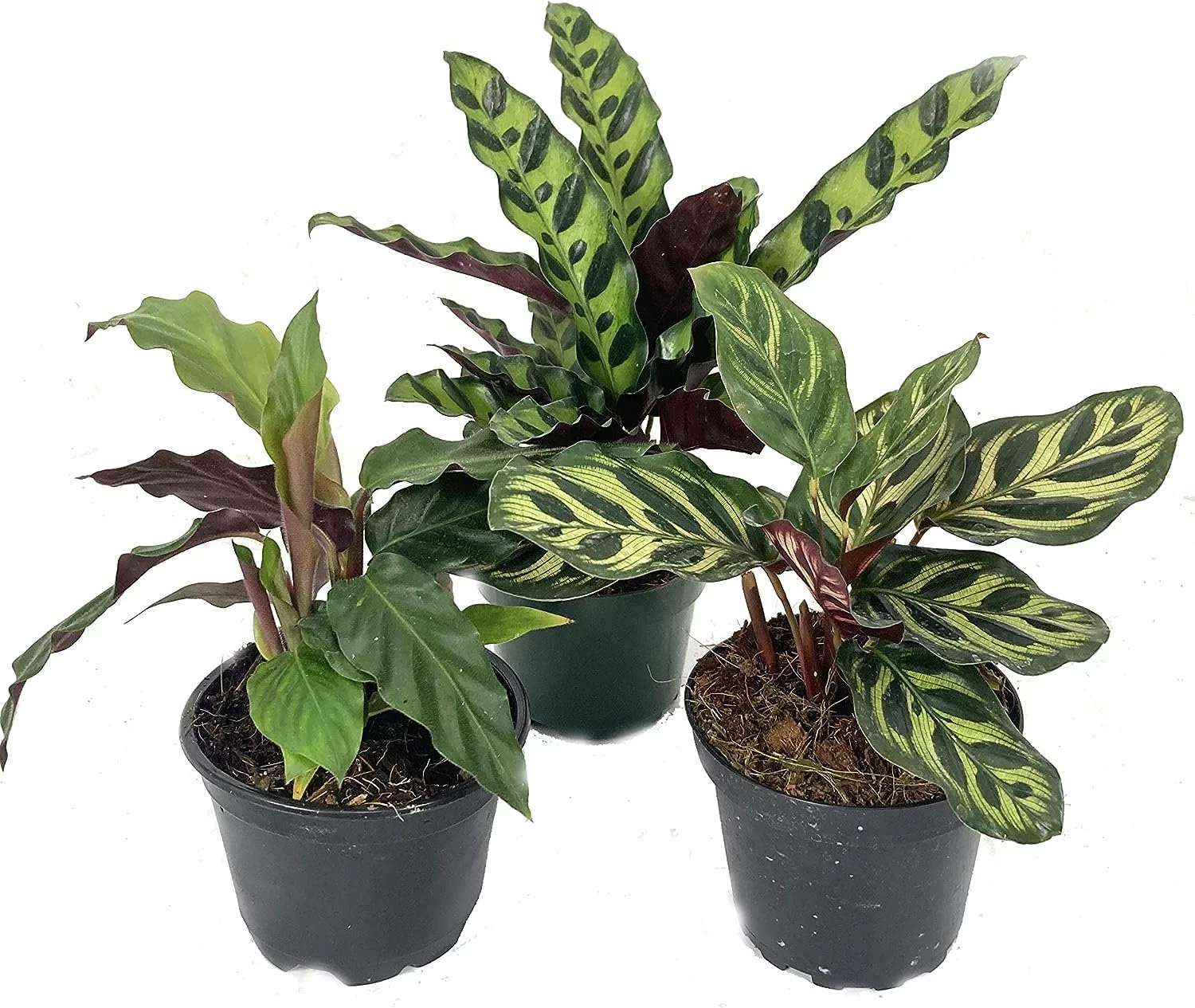 Calathea Indoor Houseplant Multi-Pack - 3 Live Plants in 4 Inch Pots - Growers Choice Based on Health, Beauty and Season - Beautiful Easy to Grow Air Purifying Indoor Plants