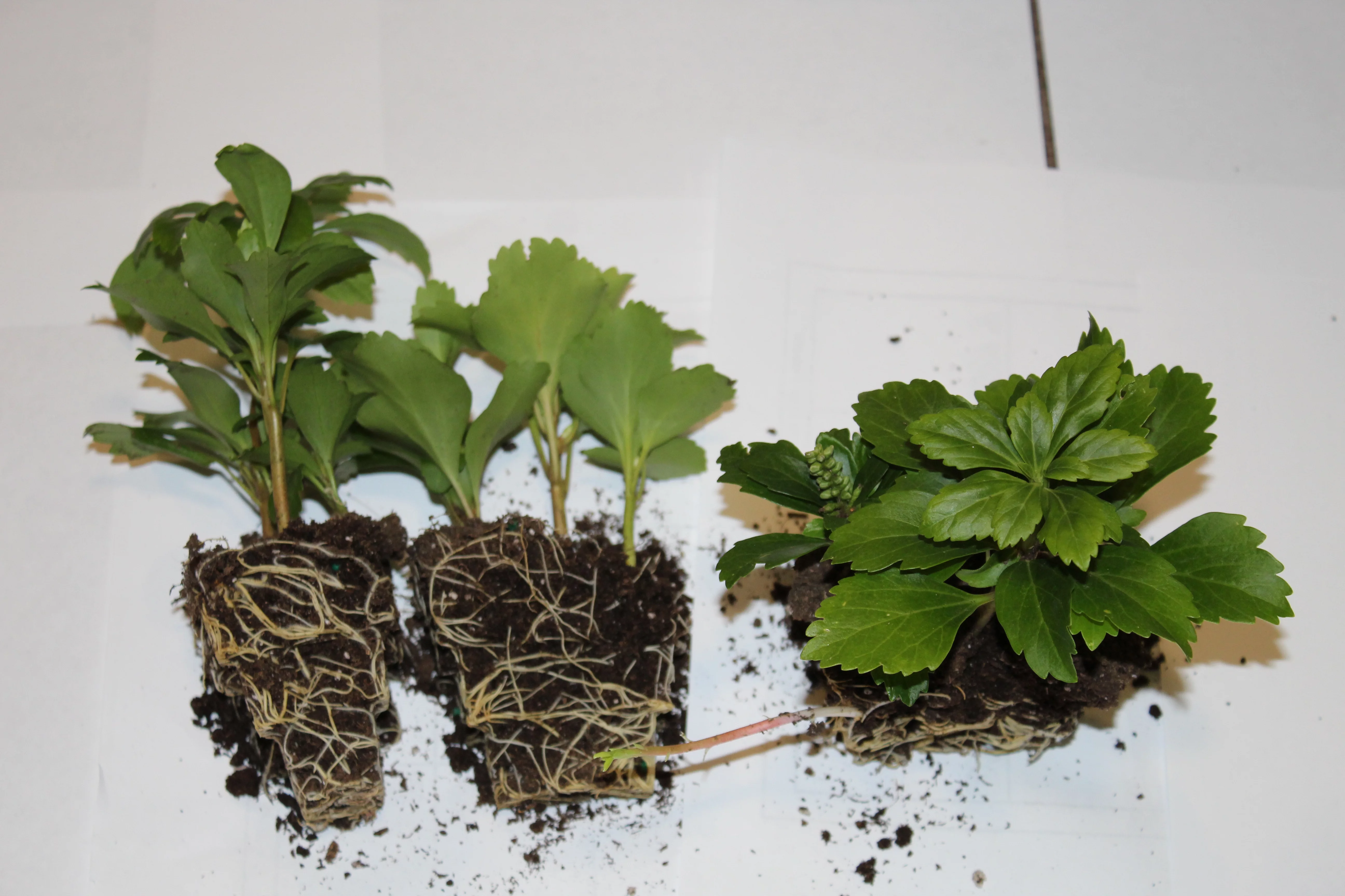 Pachysandra terminalis Japanese Spruge - 100 Bare Root Plants