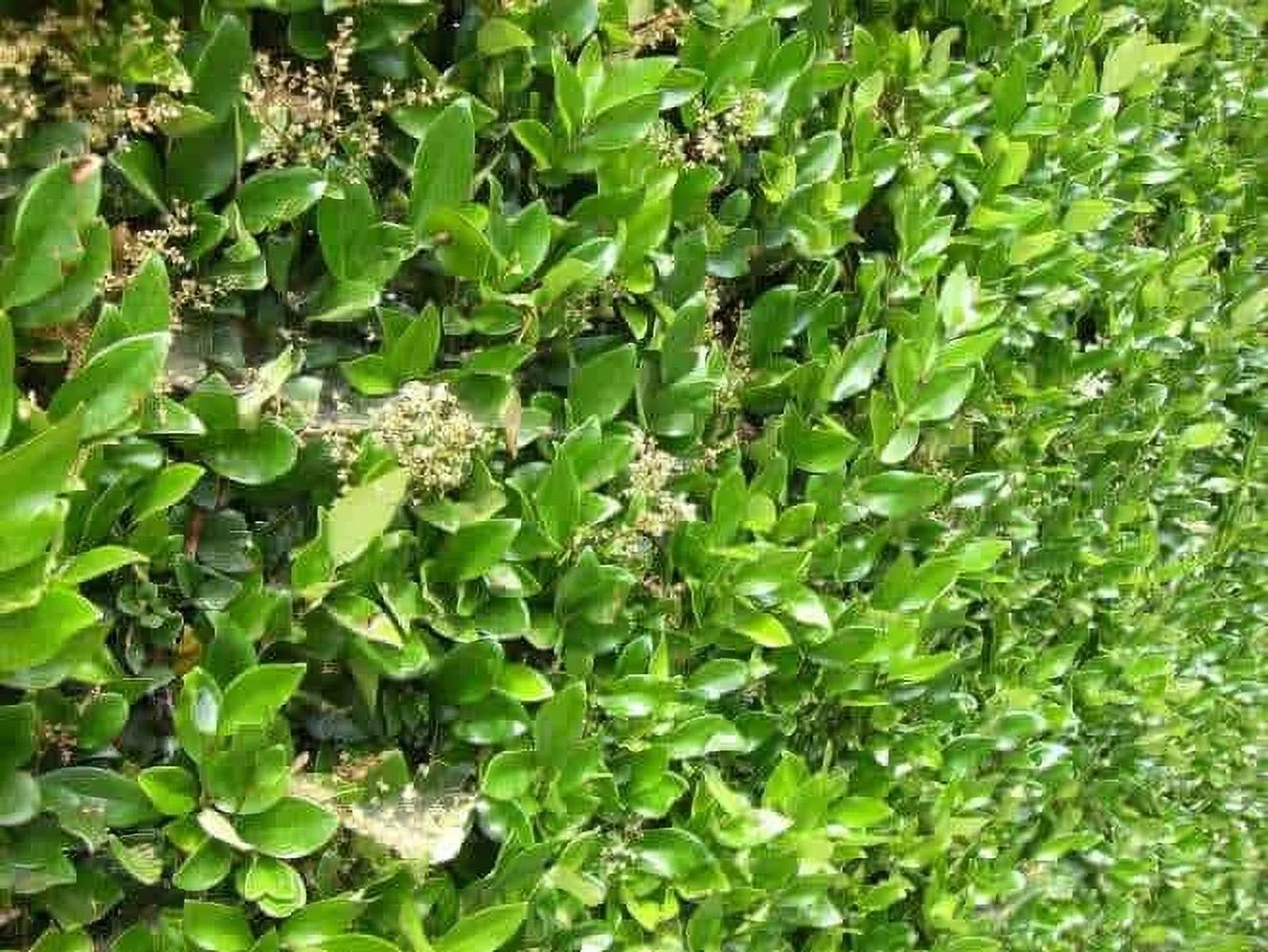 Texas Privet, 12 Live Plants, 2.5