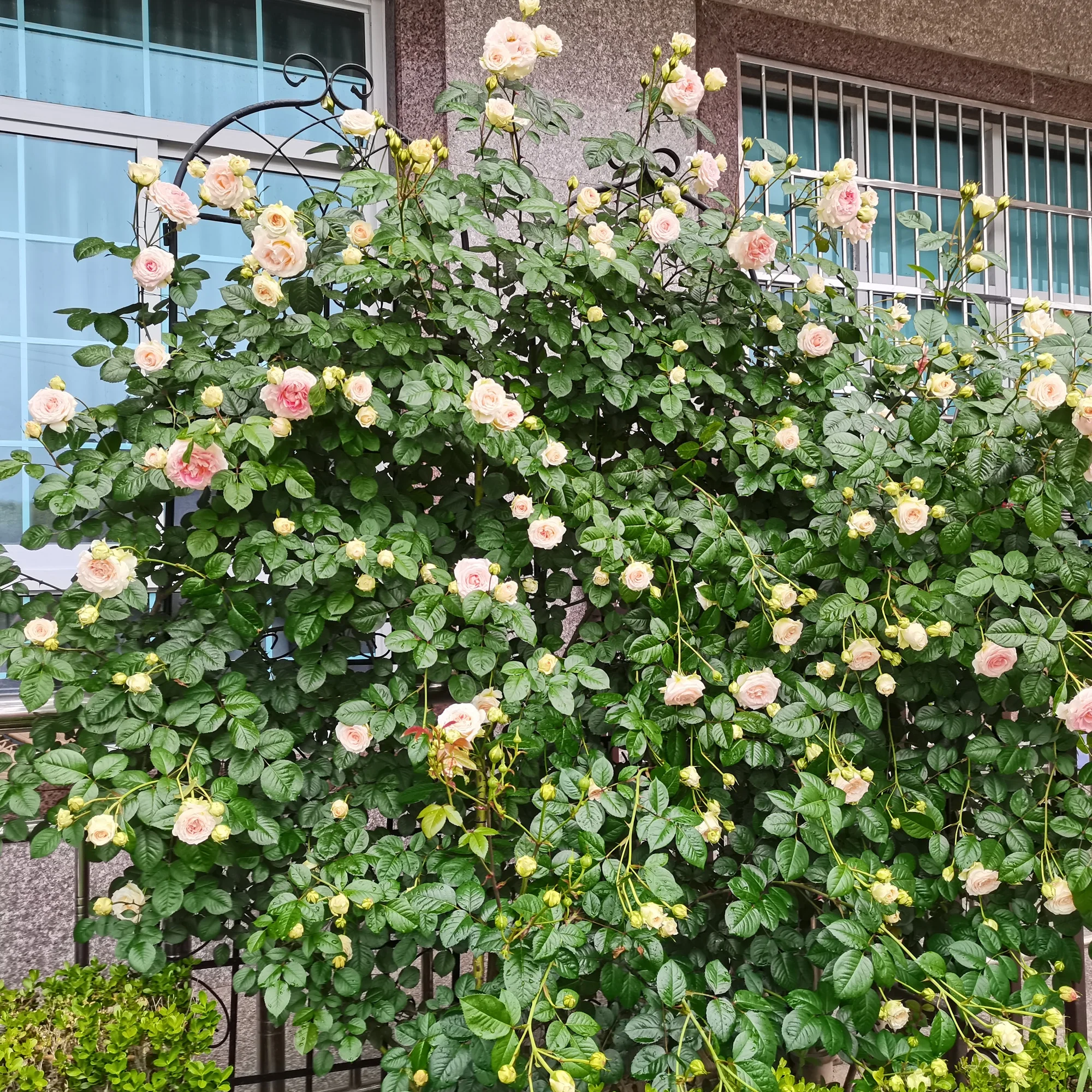 High Climbing Plants Support Rose Arch Outdoor, Metal Garden Trellis Black