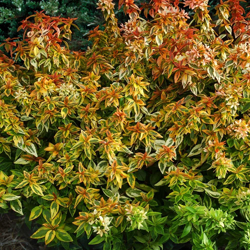 Kaleidoscope Abelia (1.5 Gallon) Evergreen Shrub with Variegated Foliage - Live Outdoor Plant