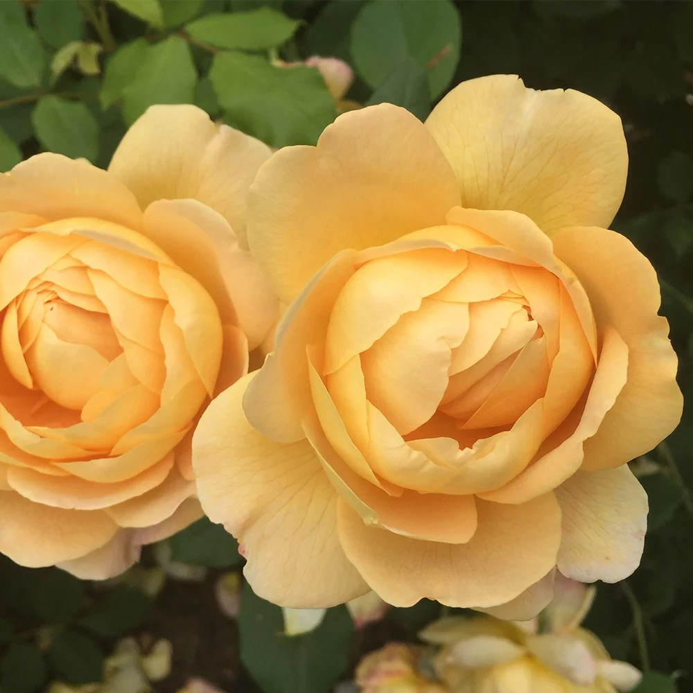 Heirloom Roses Rose Bush - The Golden Celebration® David Austin Plant , Live Fragrant Plants For Outdoors , Yellow Own Root Bushes For Planting , One Gallon Potted Outdoor Flower