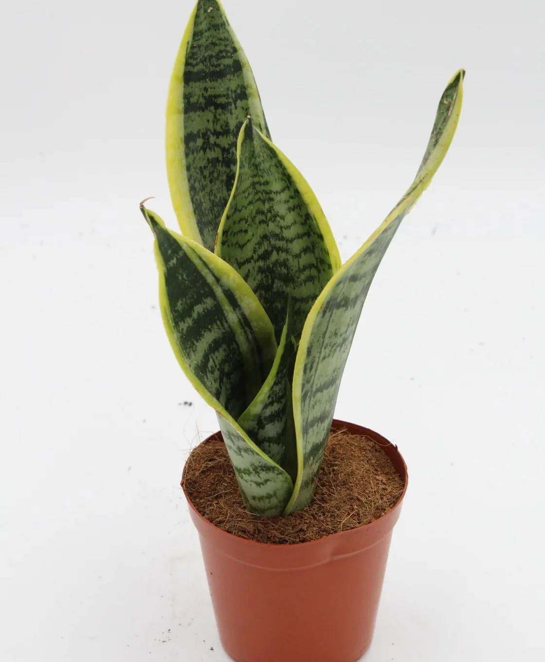 Futura Snake Plant - Live Plant in a 4 Inch Pot - Sansevieria Superba - Beautiful and Elegant Easy Care Indoor Houseplants