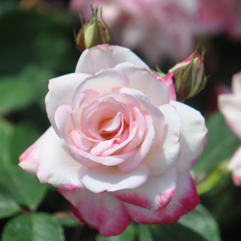 Heirloom Roses Live Plant - Candy Cane Cocktail™ Floribunda Pink Flowers - White Rose Plant