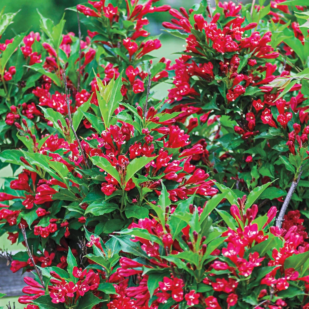 Red Prince Weigela Deciduous Flowering Shrub, in a 1 gallon pot