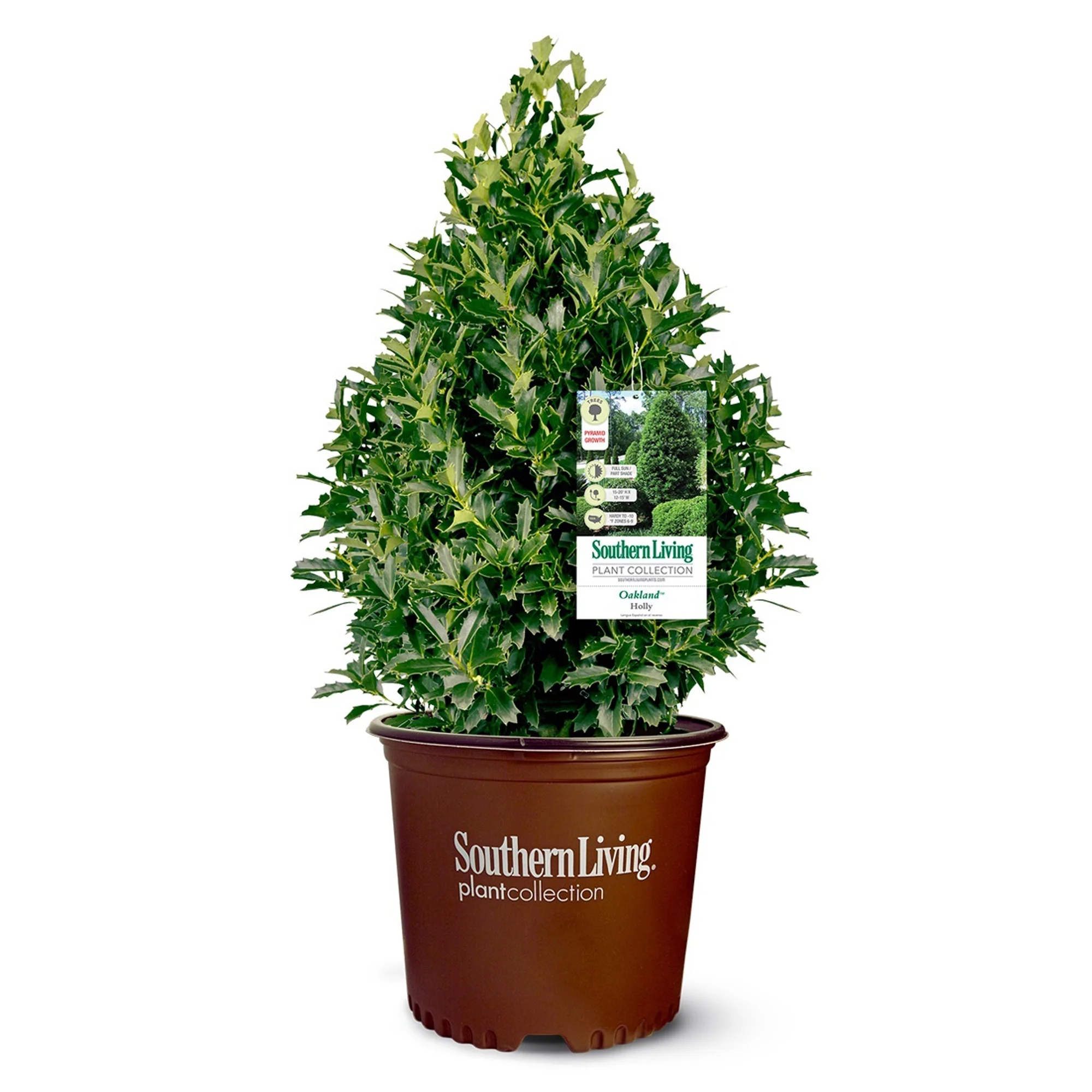 Southern Living Plant Collection Oakland Holly Live Shrub (3 Gallon)