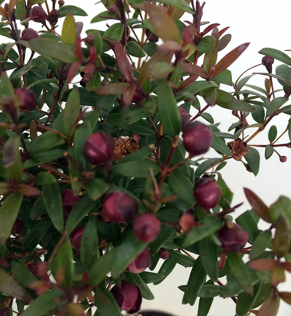 Biblical Myrtle Herb Plant - Myrtus - Ancient Herb - 4.5