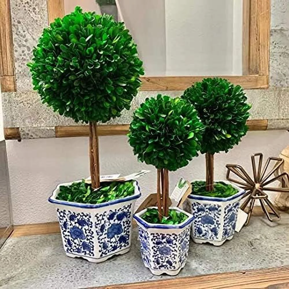 Preserved Boxwood Topiary Tree In Ceramic Plant And Table Centerpiece Stunning Greenery And Plant Decor For Home Blue & White Ceramic 5.9