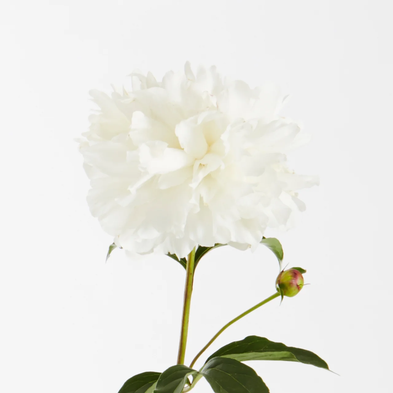 Expert Gardener 1G White Peony Live Plants with Grower Pots