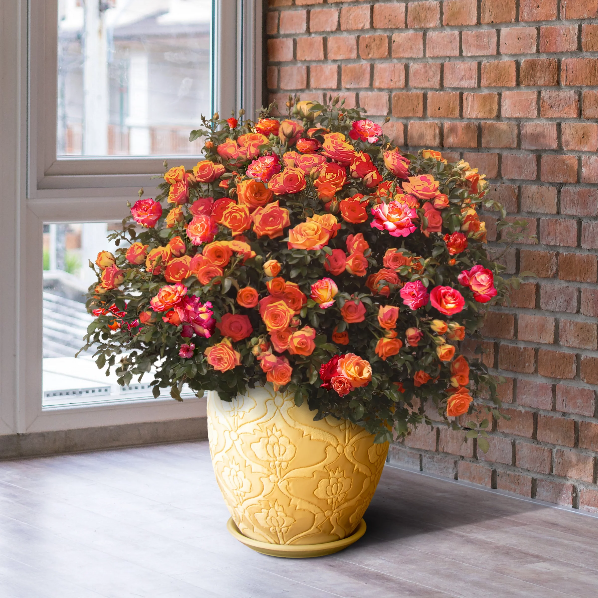 Bareroot Rio Samba Hybrid Tea Rose Live Shrub with Full Sun- 2 Piece