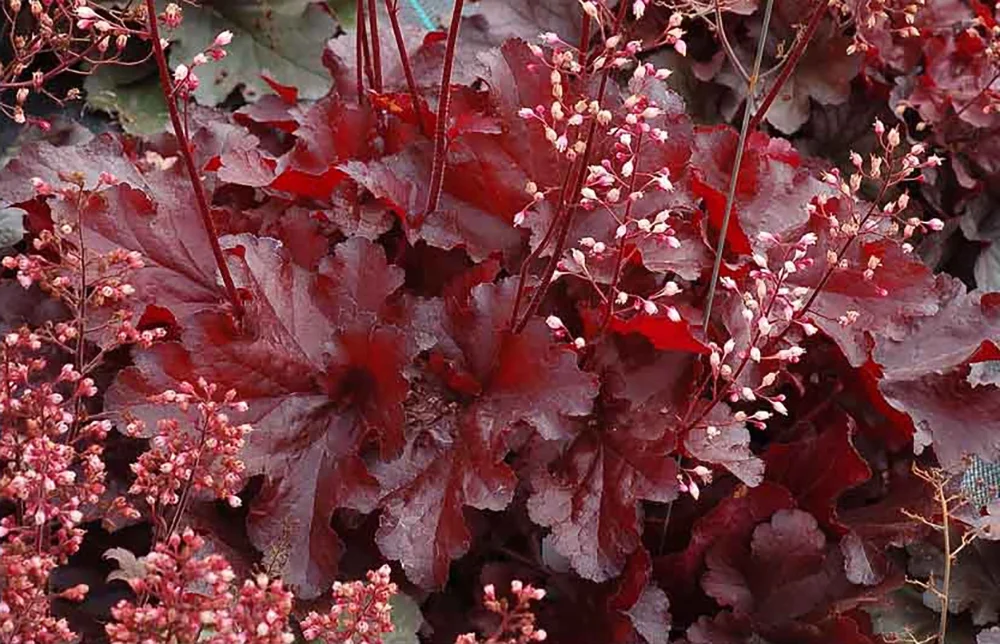 Forever Red Coral Bells - Heuchera - Shade Perennial - Deep Red - Gallon Pot