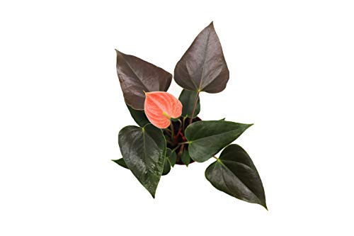 Anthuriums 4