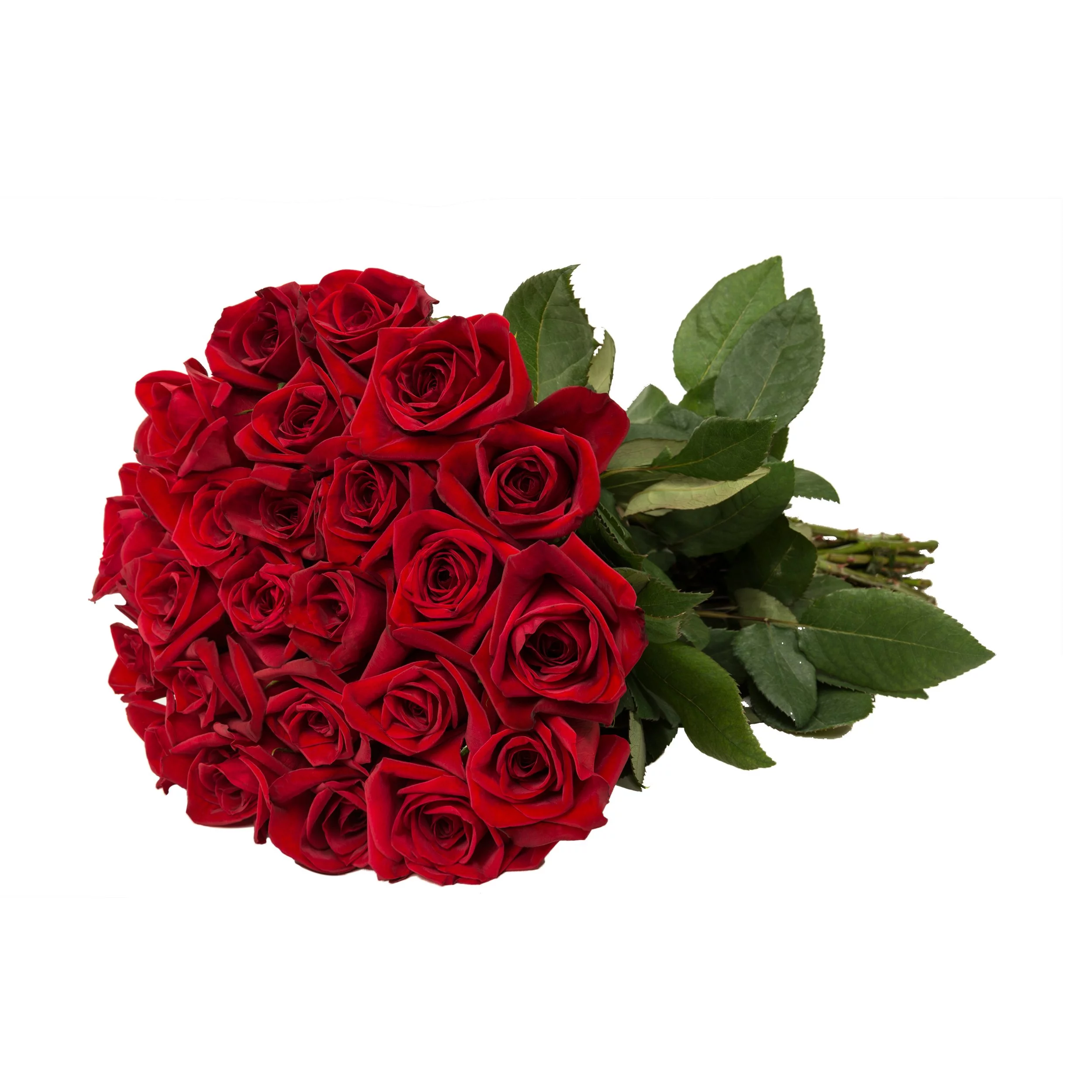 Red Roses Gift 40 cm - Fresh Cut Flowers - 24 Stems - by Bloomingmore