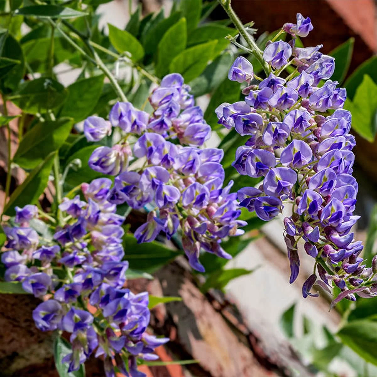 Brighter Blooms - Blue Moon Wisteria Vine, 2 Gal. - No Shipping To AZ and OR