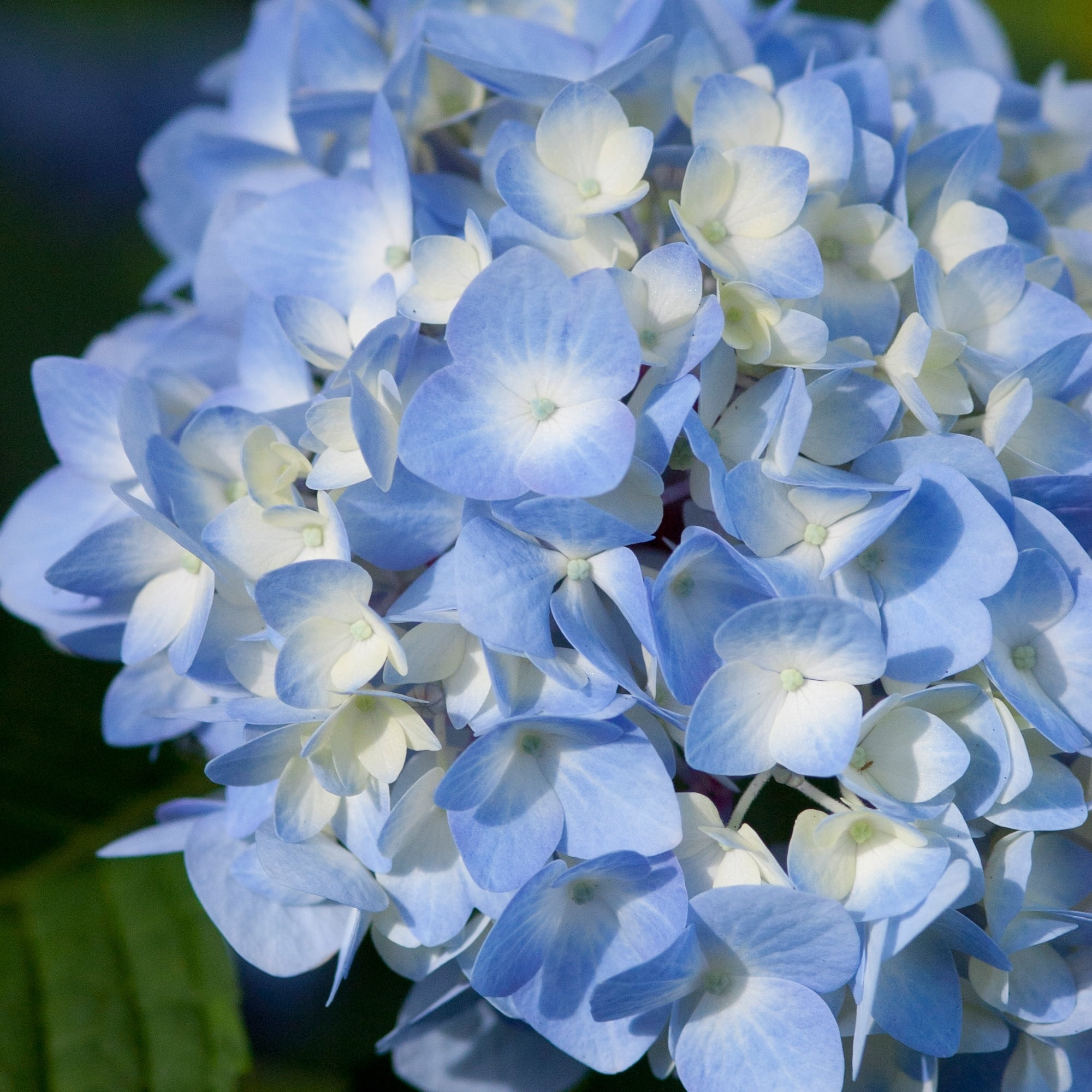 Endless Summer Original Hydrangea Live Shrub (2 Gallon)