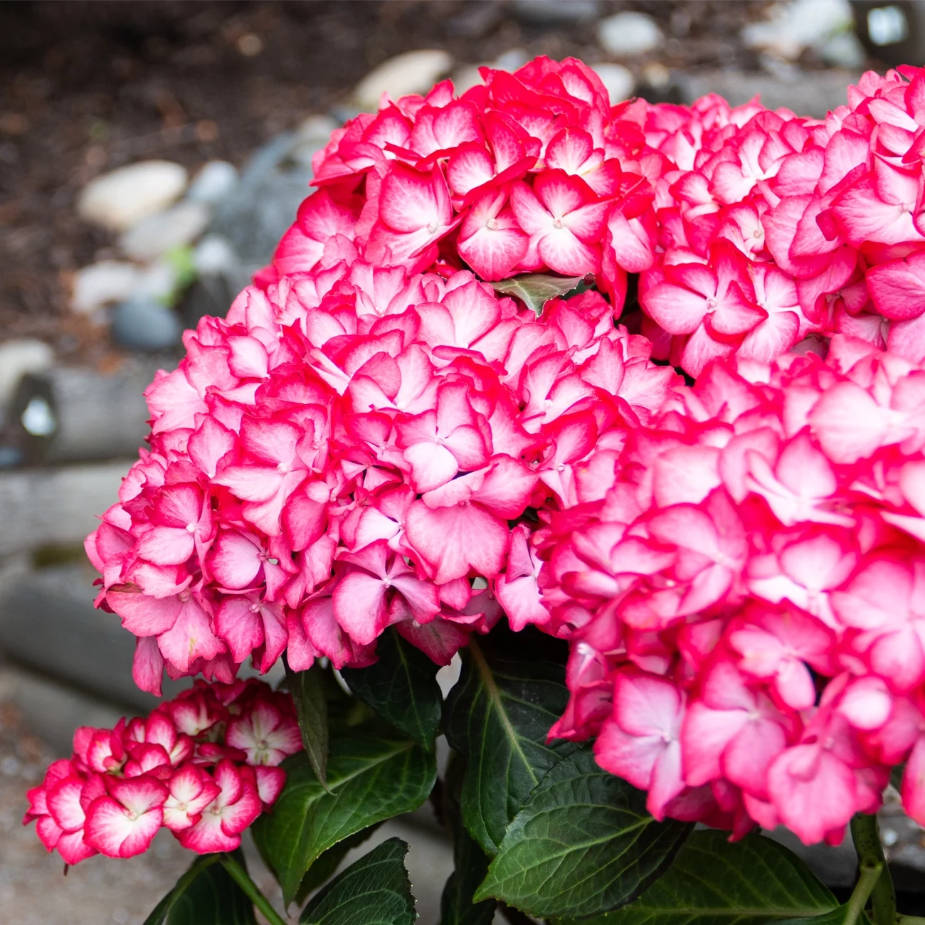 Bloomin' Easy® Hydrangea Kimono® 4