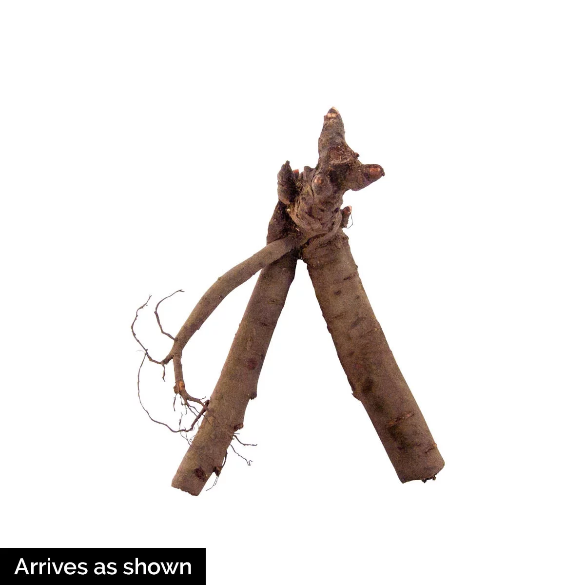 Black Beauty Peony Dormant Bare Root Perennial Plants, 3-Pack