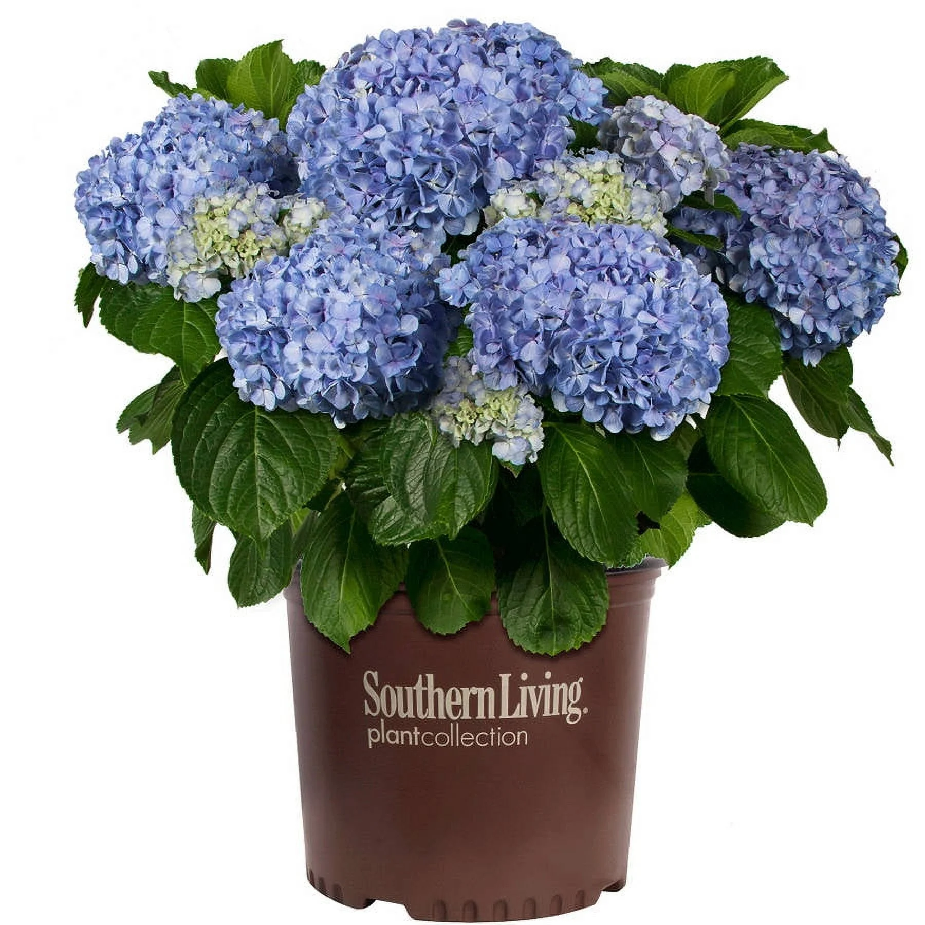 Big Daddy Hydrangea (3 Gallon) Flowering Deciduous Shrub with Large Pink or Blue Blooms - Part Sun to Shade Live Outdoor or Indoor Plant - Southern Living Plant Collection