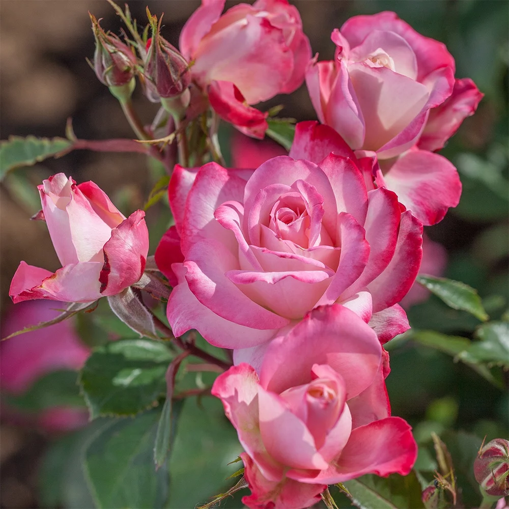 Heirloom Roses Live Plant - Candy Cane Cocktail™ Floribunda Pink Flowers - White Rose Plant