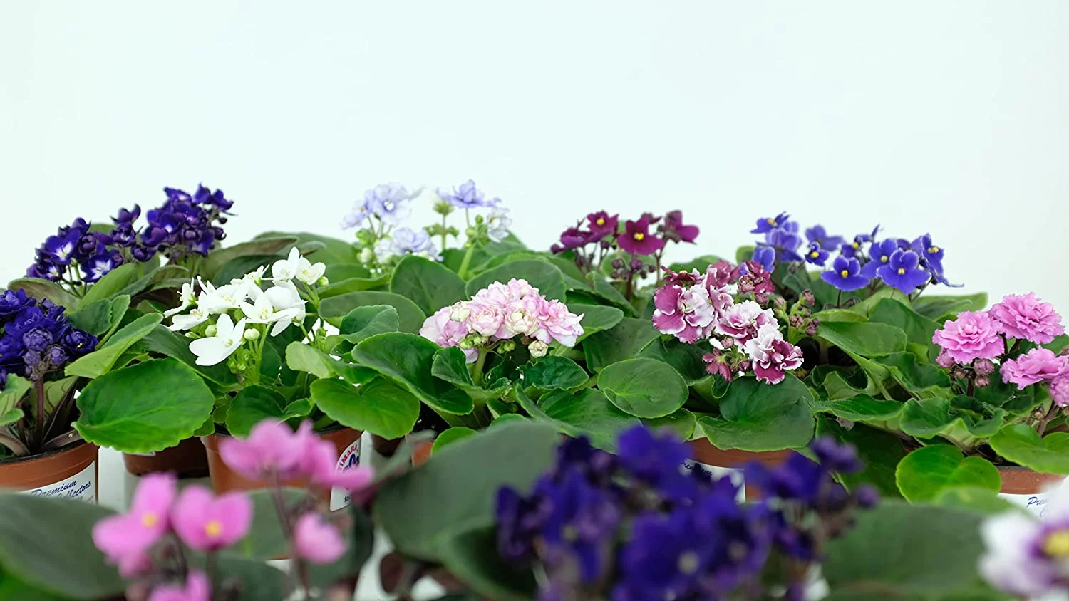 African Violet Variety Pack (4 Assorted Plants) (4