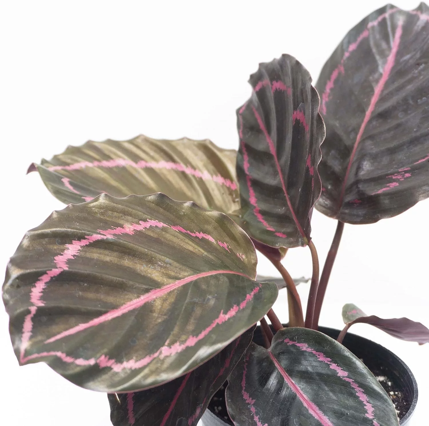 Calathea Dottie Prayer Plant - Live Plant in a 2 Inch Pot - Calathea 'Dottie' - Starter Plants - Beautiful and Elegant Easy Care Indoor Houseplants from The Nursery