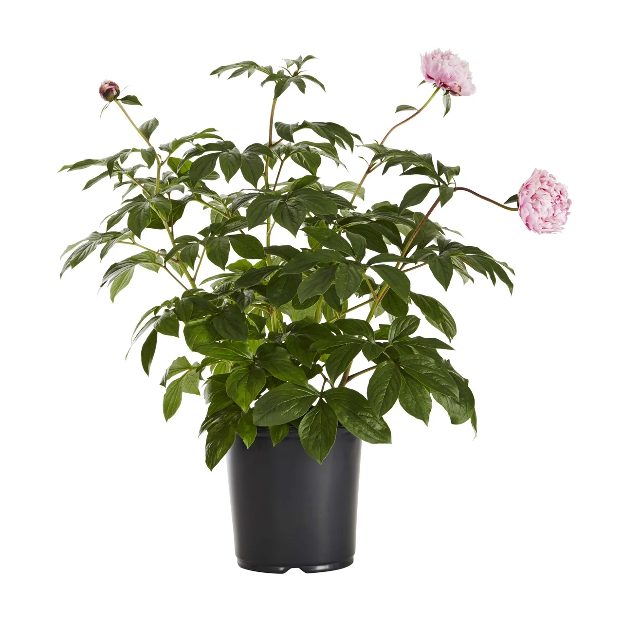 Expert Gardener 1G Pink Peony Perennial Live Plants (1 Count) with Grower Pot
