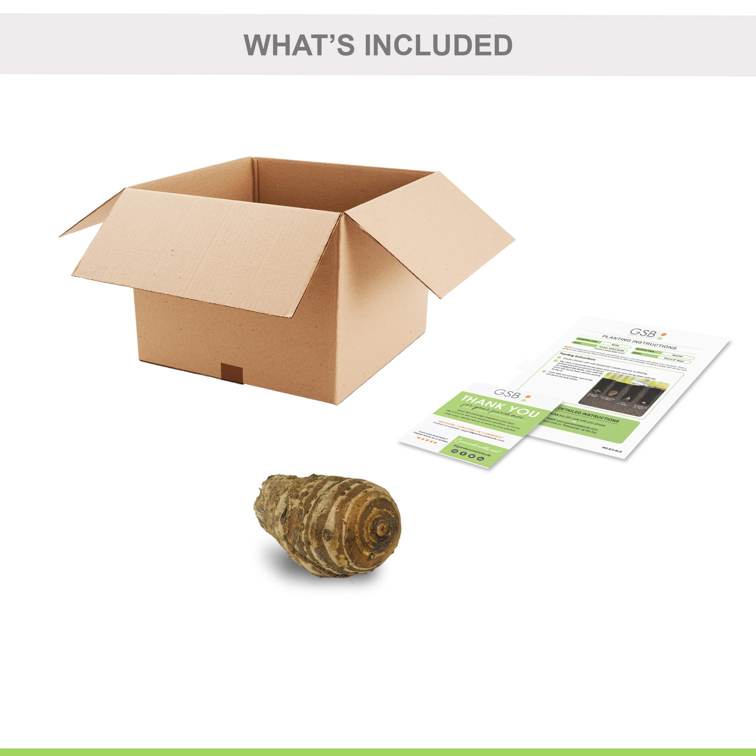 Garden State Bulb Premium Pharaoh's Mask Elephant Ear Bulbs, 7/9 inches (Bag of 1)