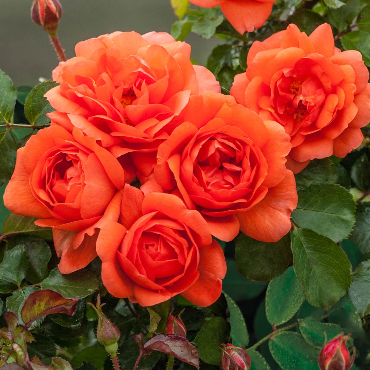 Above All Dormant Bare Root Climbing Rose, Includes one dormant plant per order