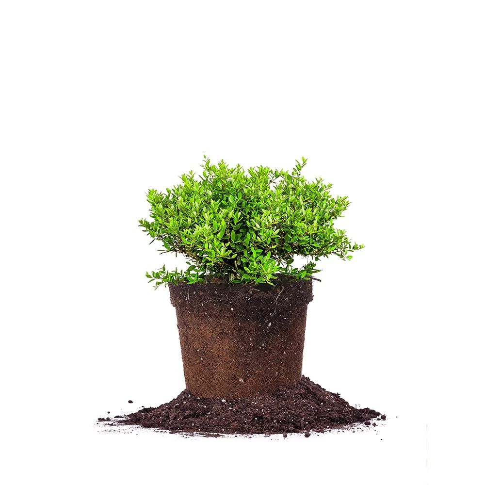 3 Gal. Schillings Holly - Dwarf Yaupon Shrub - Drought Tolerant