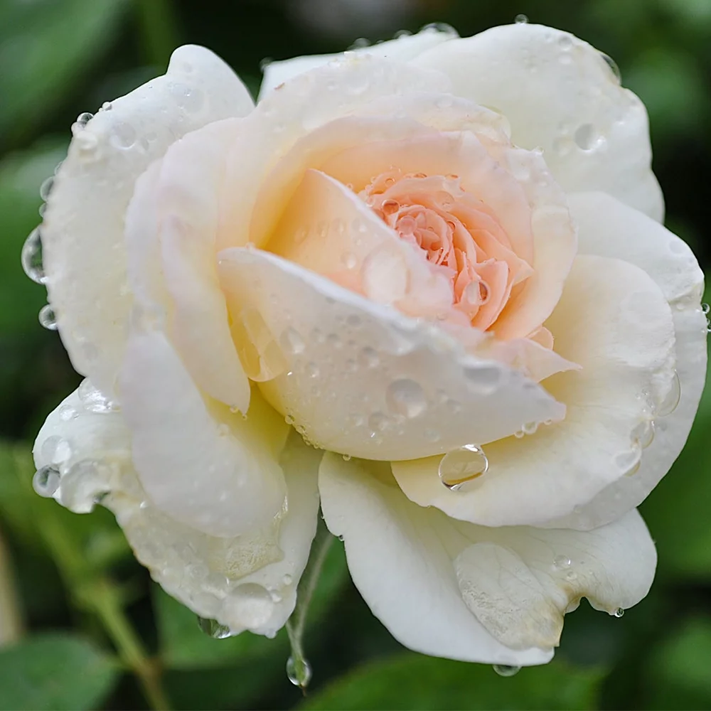 Heirloom Roses Rose Bush - White Eden Climber® Climbing Roses , Live Rose Plant