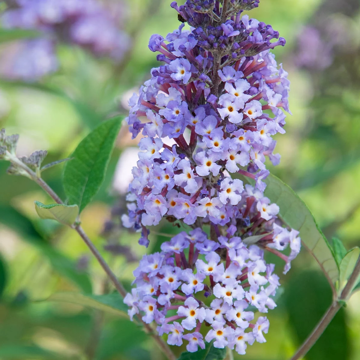 Summer of Love Butterfly Bush (Buddleia), Deciduous Bare Root Starter Perennial Plant (1-Pack)