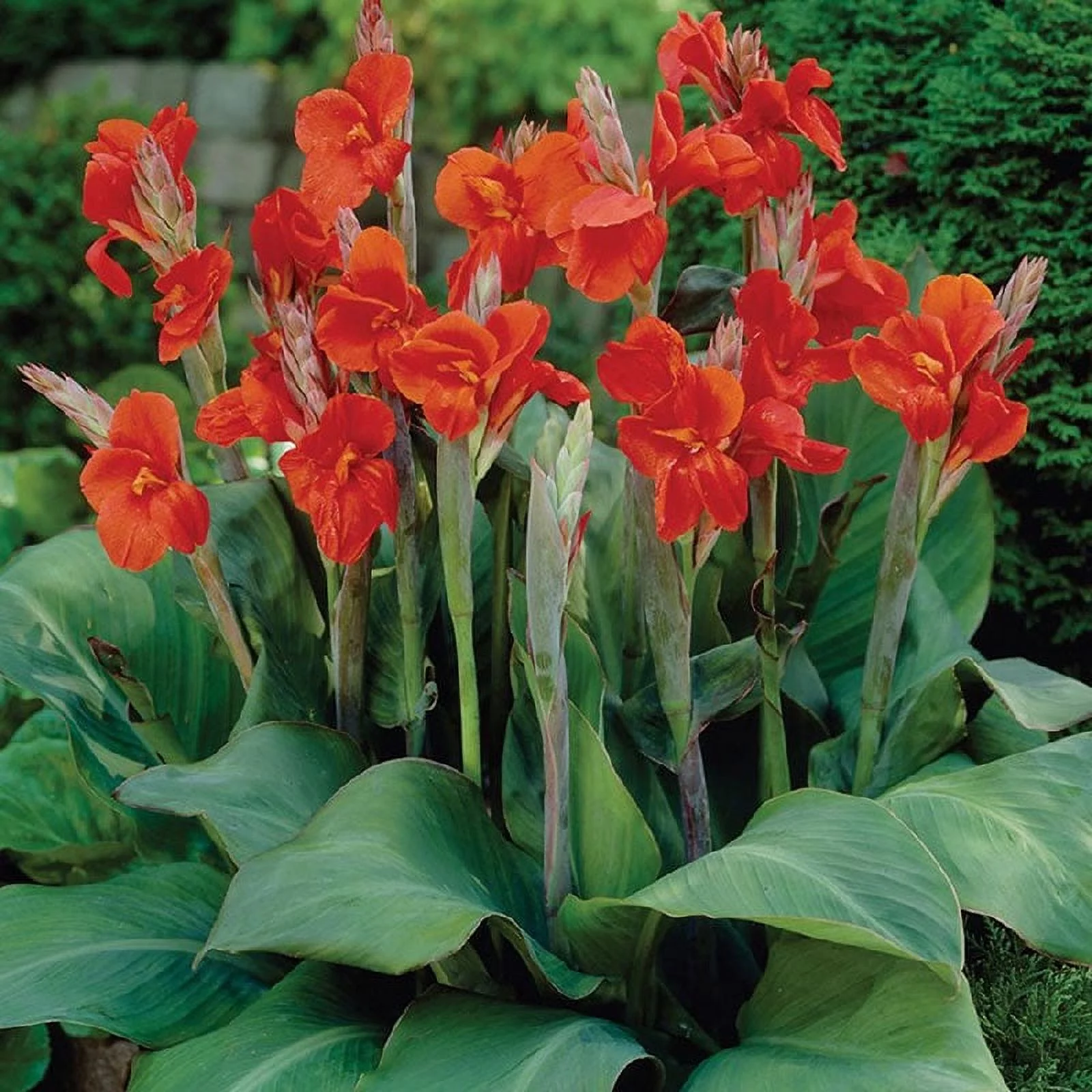 Canna Lily Bulbs - The President - 4 Bulbs - Red Flower Bulbs,  Bulb  Attracts Bees, Attracts Butterflies, Attracts Hummingbirds, Attracts Pollinators, Easy to Grow & Maintain, Fast Growing