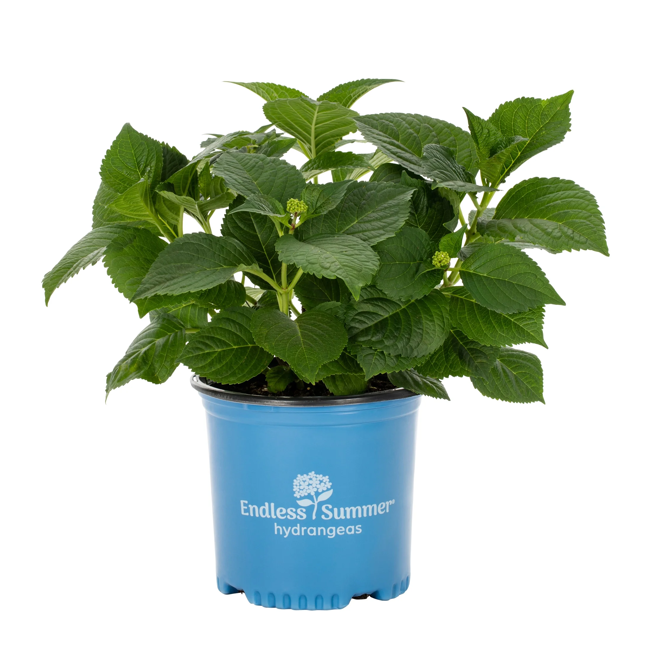 Endless Summer 1G Bloomstruck Hydrangea Live Shrub Grower Pot Shade