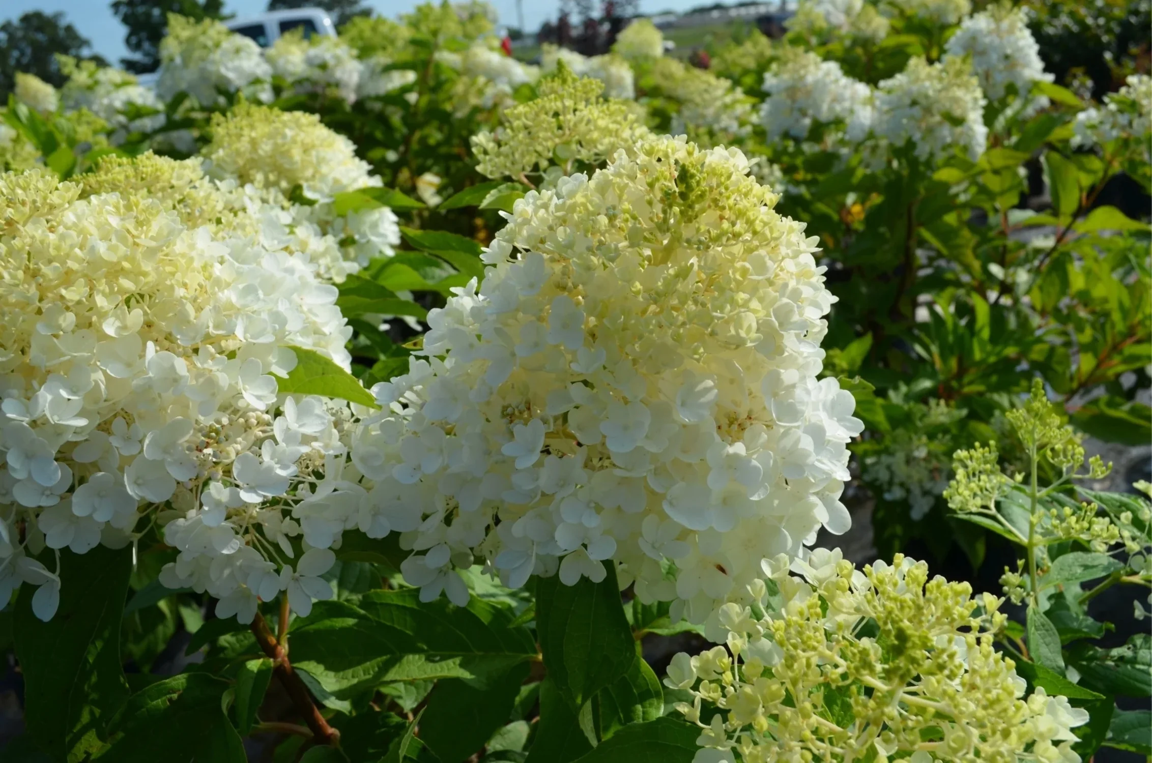 Magical� Ruby Snow Hydrangea