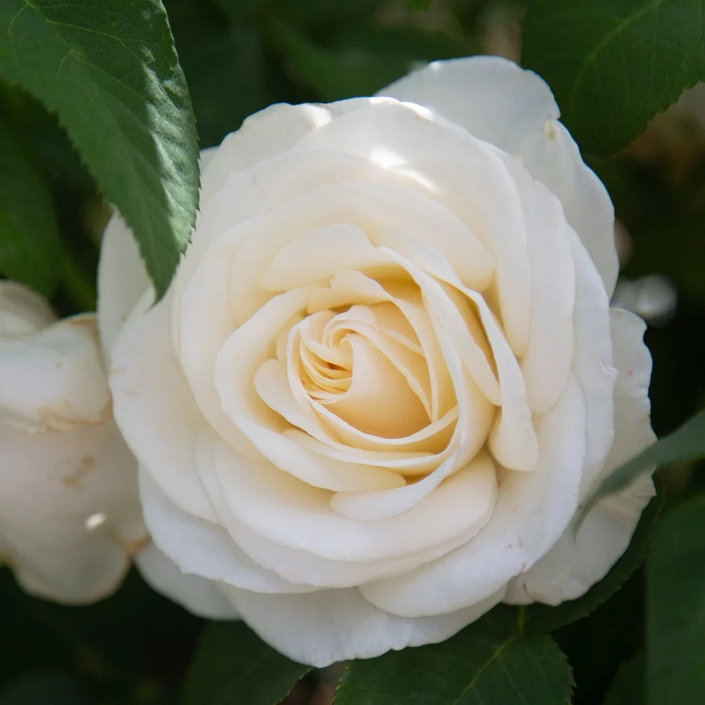 Heirloom Roses White Rose Bush - Easy Spirit™ Floribunda Rose Plant - Live White Roses Plants