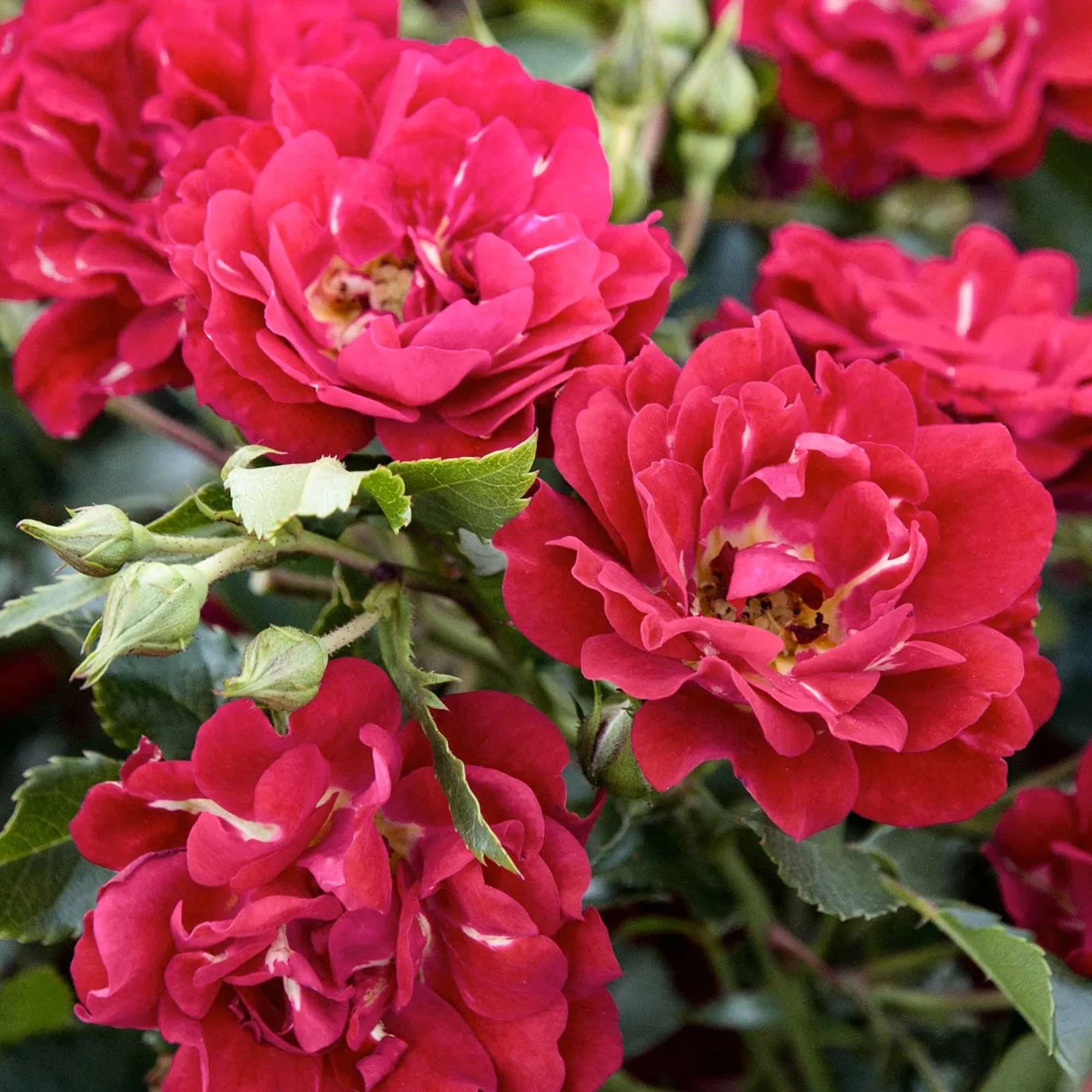 Drift Red Rose Live Shrub (2 Gallon)