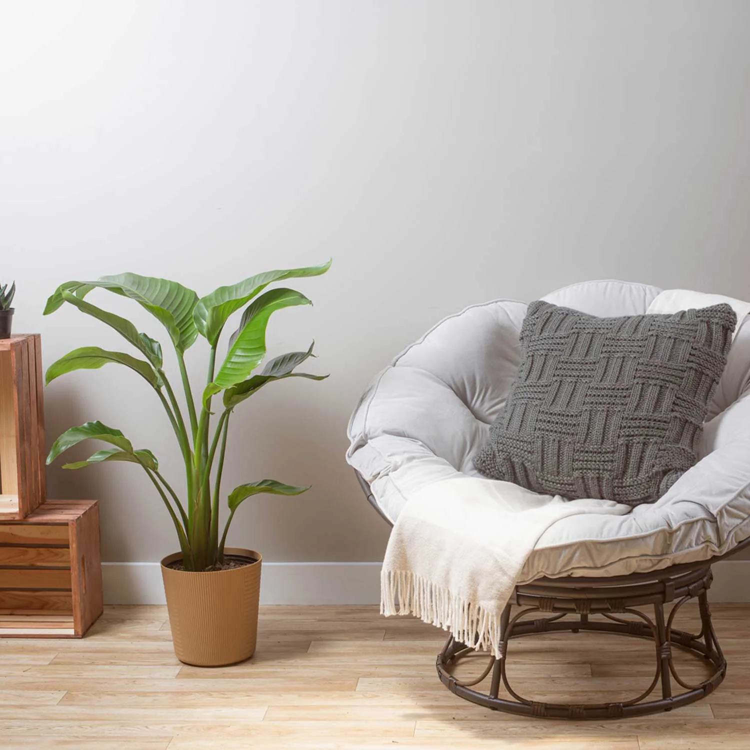 Costa Farms Live Indoor 24in. Tall White Bird of Paradise, Direct Sunlight Plant 9.25in. White Pot