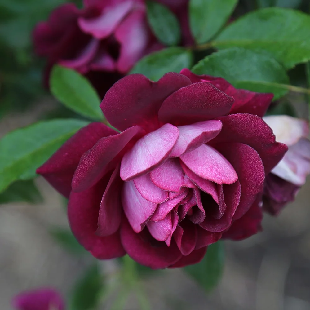 Heirloom Roses Live Plant - Burgundy Iceberg Purple Rose Bush - Rose Shrub For Planting
