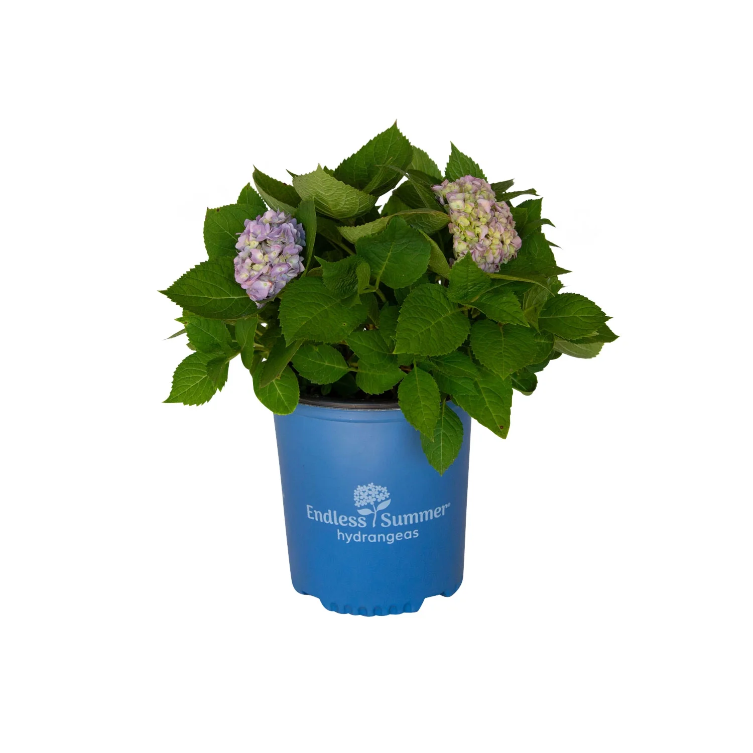 The Original Endless Summer Hydrangea (2 Gallon) Flowering Deciduous Shrub with Pink or Blue Blooms - Part Shade Live Outdoor Plant