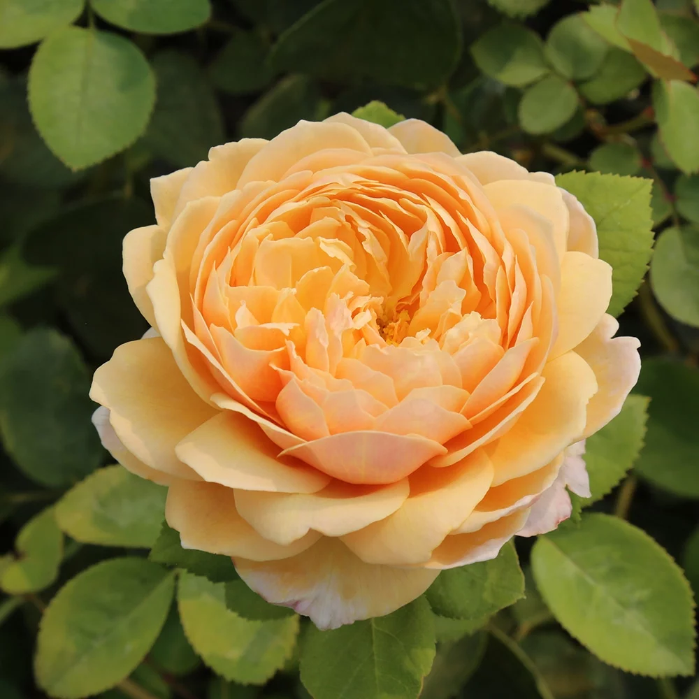 Charles Darwin® David Austin Rose by Heirloom Roses - Live Yellow Rose Bush