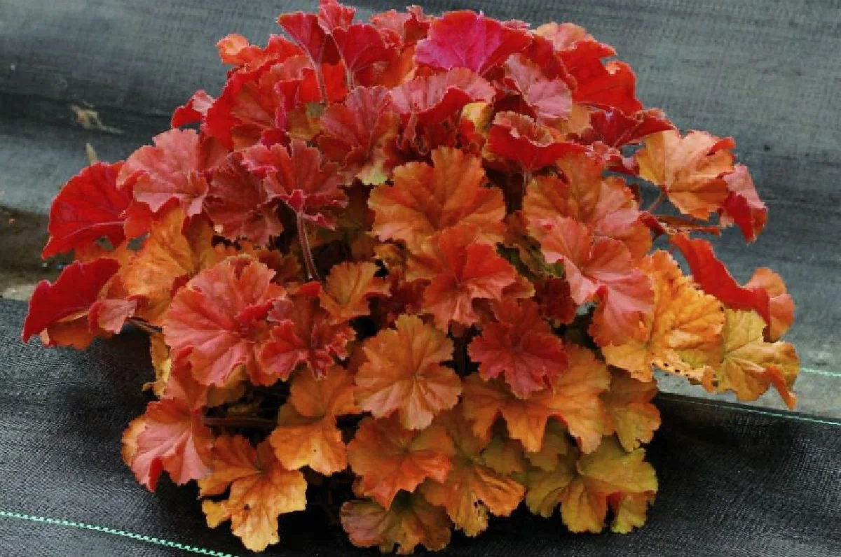 Northern Exposure™ Amber Heuchera - Coral Bells - Gallon Pot