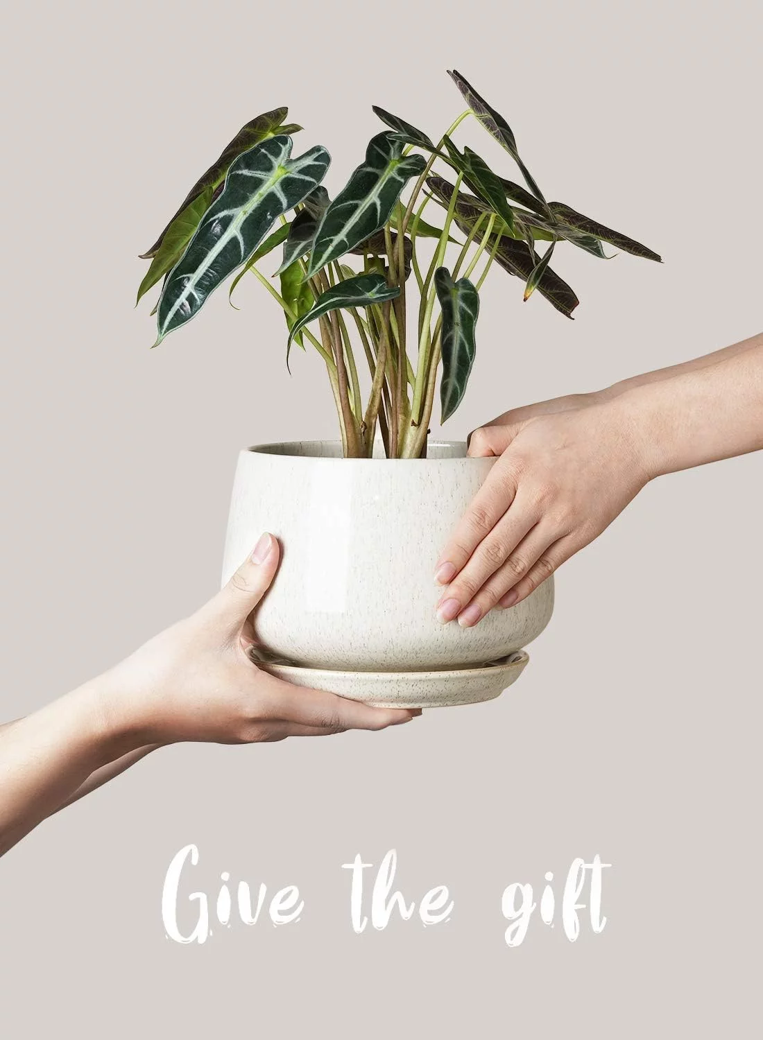 LE TAUCI 4.1+5.1+6.5 Inch Ceramic Plant Pots with Drainage Hole and Saucer, Set of 3, Reactive Glaze Beige